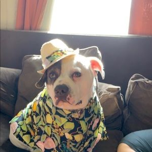 Meet your Posher, Alexis